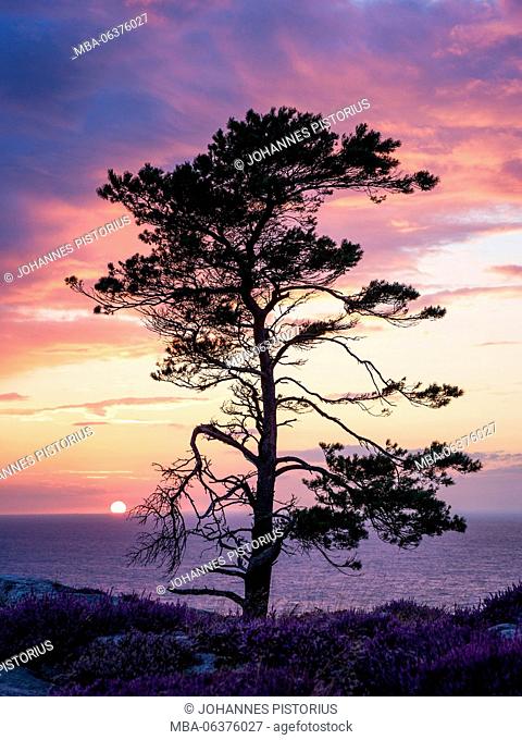 Europe, Denmark, Bornholm, sundown with shore pine, seen by the cliff coast southern of Hammershus