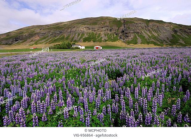 Field of lupins planted to combat soil erosion at Hamar, on Hamarsfjordur in the East Fjords region of eastern Iceland. - --, --, --, 09/07/2007
