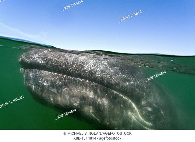 California gray whale Eschrichtius robustus calf photographed half above and half below the water in San Ignacio Lagoon on the Pacific side of the Baja...