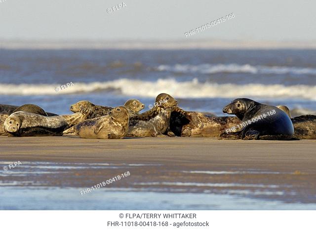 Grey Seal Halichoerus grypus colony, bulls and cows hauled out on sandbank, Donna Nook, Lincolnshire, England