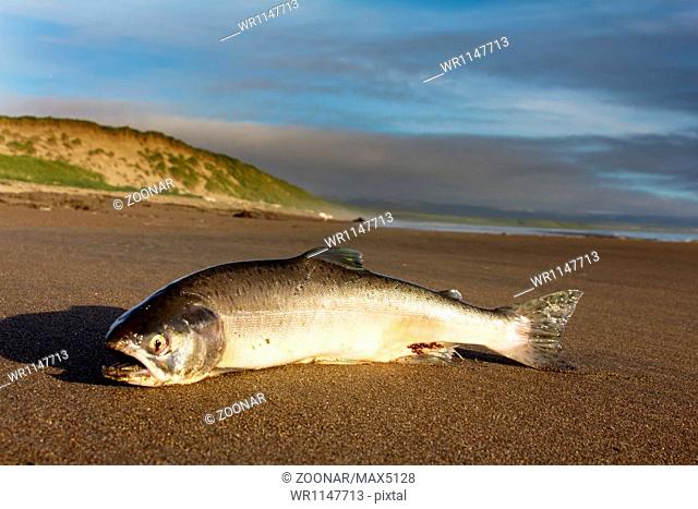 the Silver salmon cast ashore by surge of ocean