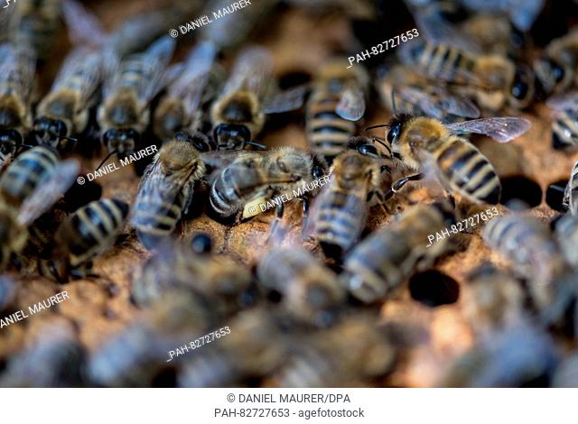 Bees covered with pollen crawling on a honey comb frame in Goeppingen, Germany, 11 August 2016. From early August bee colonies to prepare the with developement...