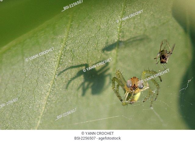 SPIDER Spider with its prey on a leaf of lilac. Species not identified. Oise, Picardy, France
