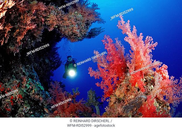 Scuba diver and reef with red soft corals, Rocky Island Red Sea, Egypt