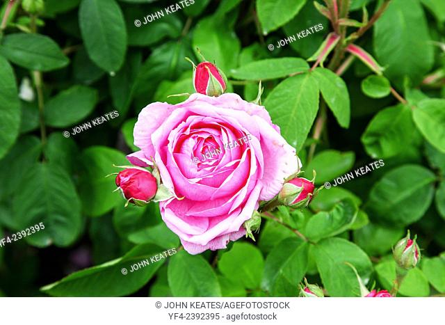 A Comte De Chambord Portland Rose flower and 3 buds