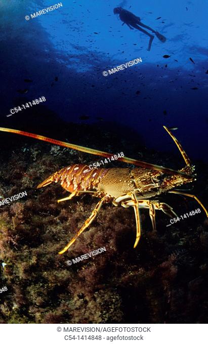 Diver and Spinny Lobster (Palinurus elephas), Mediterranean Sea, Spain