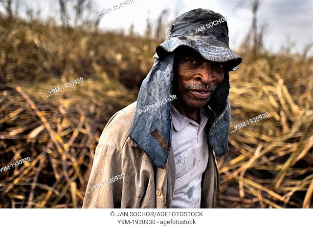 A sugar cane cutter seen at work in a field near Florida, Valle del Cauca, Colombia, 30 May 2012 The Cauca River valley is the booming centre of agriculture and...