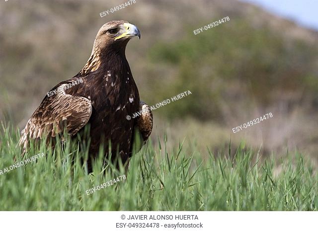 golden eagle (Aquila chrysaetos), portrait