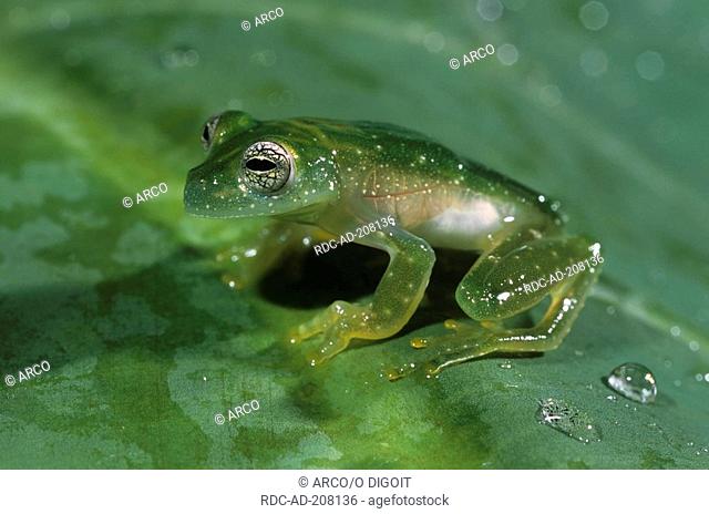 Grainy Cochran Frog, Nicaragua, Cochranella granulosa