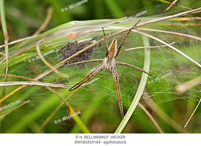 Nursery web spider, Fantastic fishing spider (Pisaura mirabilis), female guards spiderlings in the web, Germany