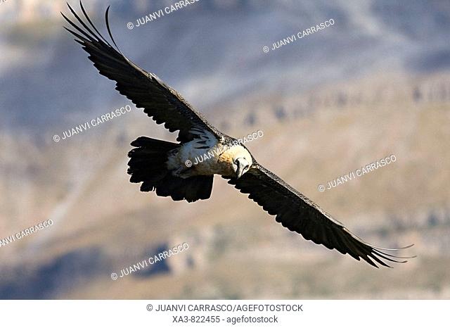 Bearded vulture, Gypaetus barbatus, in flight