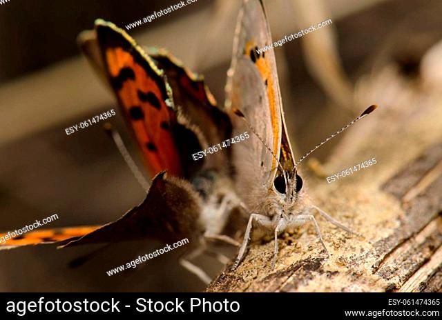 Butterflies small copper Lycaena phlaeas copulating. La Siberia. San Mateo. Gran Canaria. Canary Islands. Spain