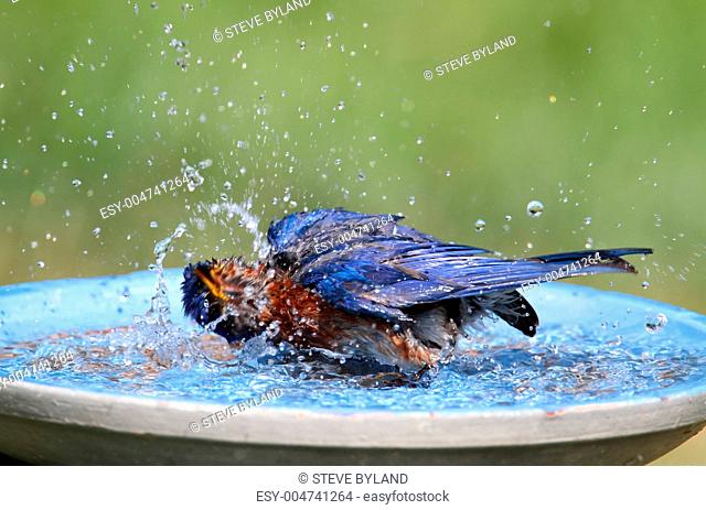 Eastern Bluebird Beating The Heat