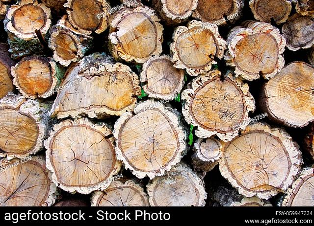 Holzstapel Korkeiche - stack of wood from cork oak 05