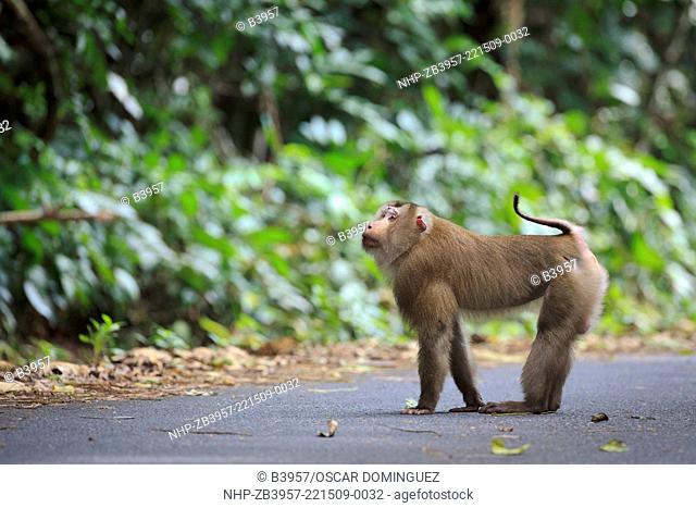 Male Northern Pig-tailed Macaque (Macaca leonina) on the roadside. Khao Yai National Park. Thailand