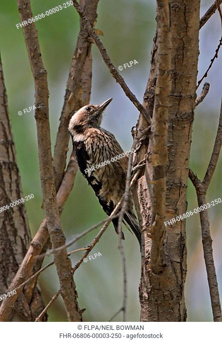 Grey-capped Pygmy Woodpecker Yungipicus canicapillus scintilliceps adult female, clinging to tree trunk, Beidaihe, Hebei, China, may