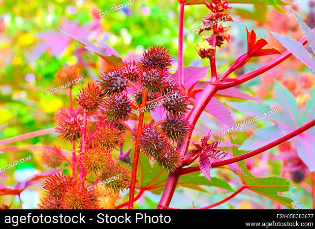 Wunderbaum - a castor oil plant with many seeds