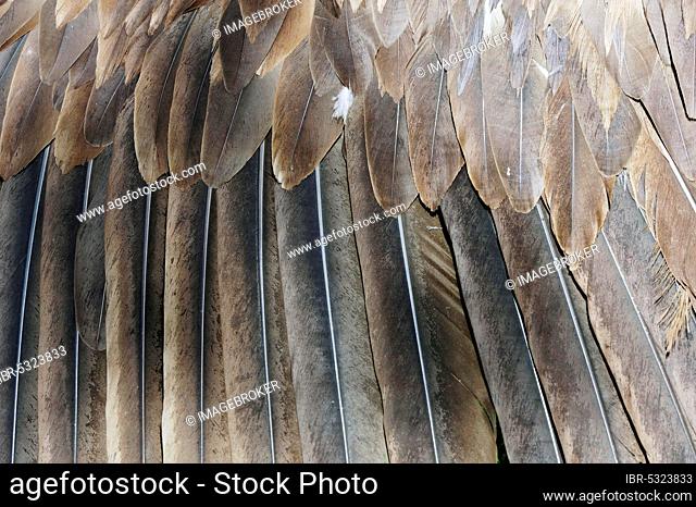 Cinereous vulture (Aegypius monachus), plumage, cowled vulture