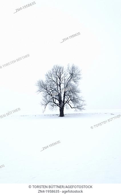 Tilia Tree on a Snow Field. Schönau. Austria
