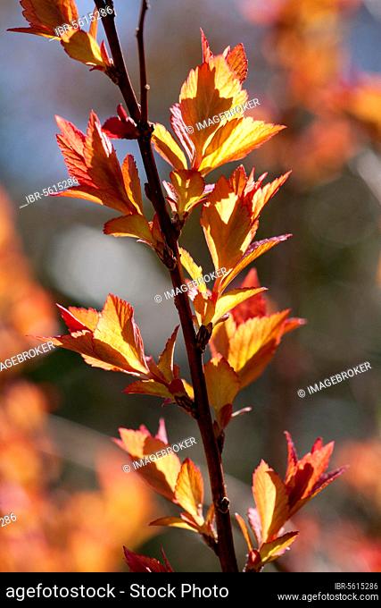 Japanese Spiraea (Spiraea japonica) 'Goldflame', close-up of spreading shoots in early spring, in the garden, Powys, Wales, United Kingdom, Europe