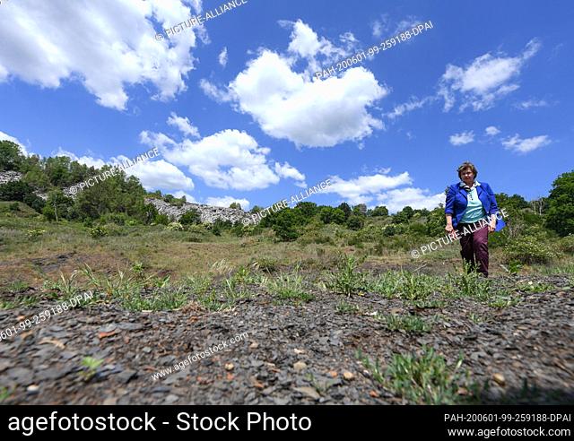 28 May 2020, Hessen, Messel: Marie-Luise Frey, managing director of the Welterbe Grube Messel gGmbH, walks over the oil shale covered ground of the Messel pit...