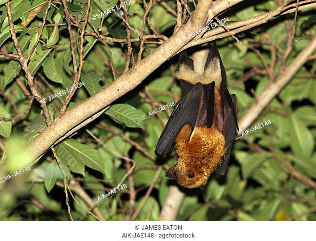 Moluccan flying fox (Pteropus chrysoproctus) on the Indonesia island of Buru. Hanging upside down in a tropical tree. Listed as Vulnerable by the IUCN