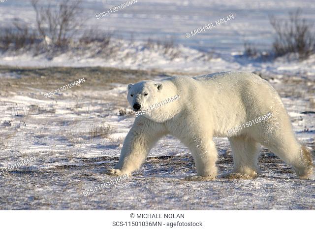 Adult male Polar Bear Ursus maritimus in fresh snow near Churchill, Manitoba, Canada RR