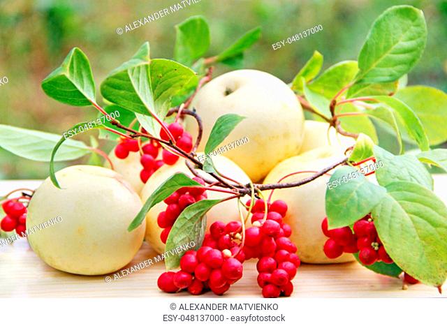 Red schisandra and white apples. Still life with clusters of ripe schizandra and white apples. Harvest with red schisandra chinensis plants with ripe fruits and...