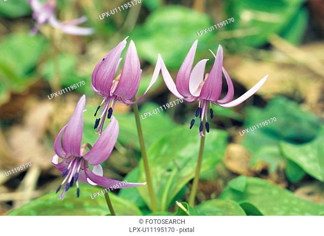 Japanese Dog's Tooth Violet