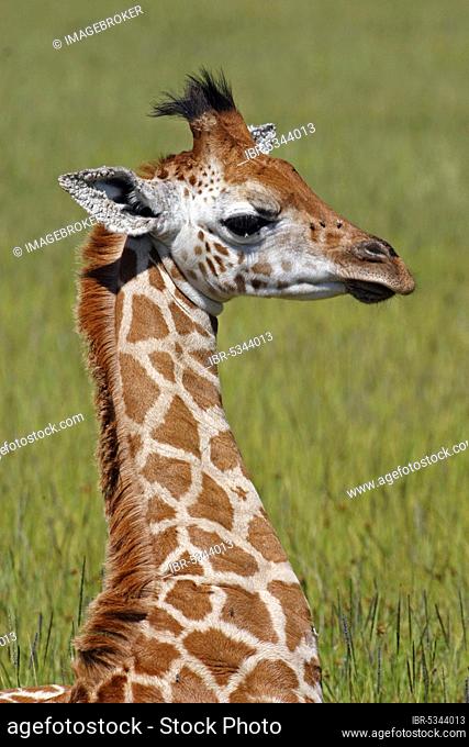 Rothschild's giraffe, young, Lake Nakuru National Park, Uganda giraffe (Giraffa camelopardalis rothschildi), Kenya, Africa