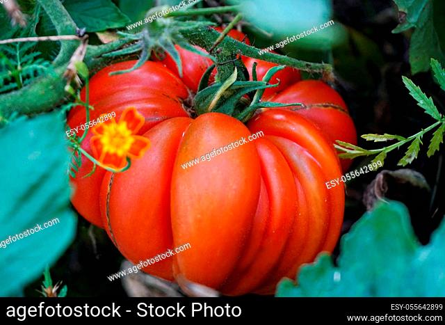 Tomato on a Bush branch, in a natural environment. Beefsteak tomato. Beef tomato. Cuore di bue. Cœur de bœuf. Near flowers and grass, leaves of other plants