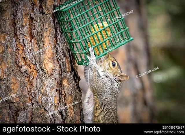 A hungry squirrel raid a bacjyard bird suet cage in north Idaho
