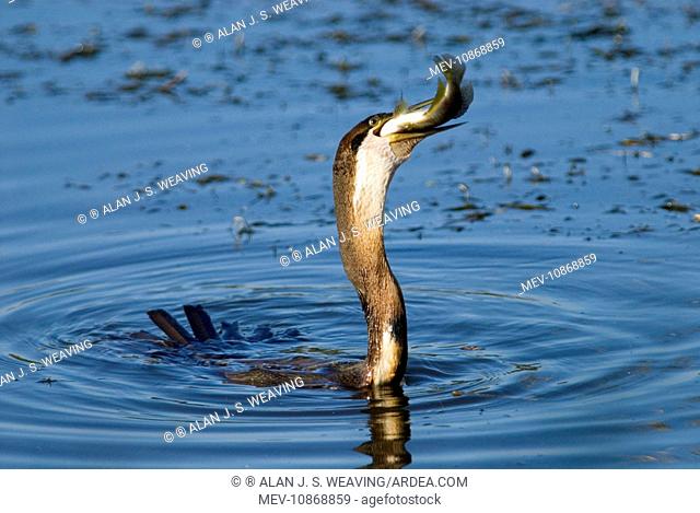 African Darter / Darter / Snakebird swallowing recently caught tilapia fish; body characteristically submerged. (Anhinga rufa)