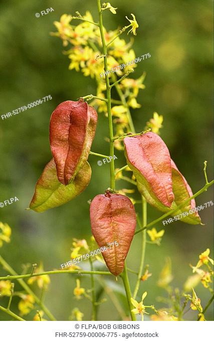 Golden Rain Tree Koelreuteria paniculata close-up of fruits and flowers