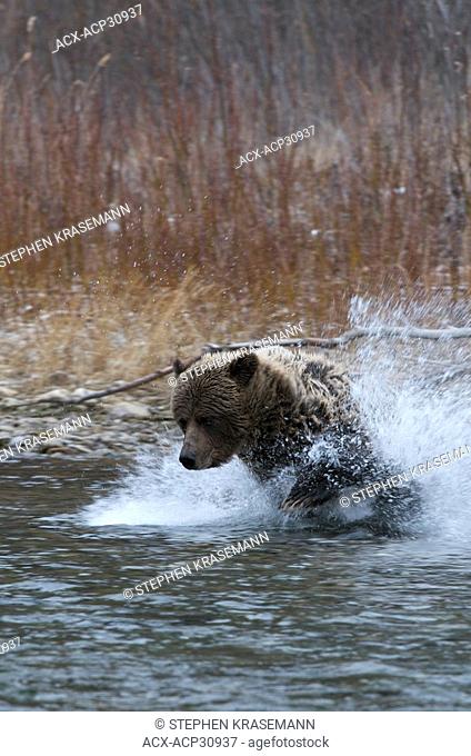 Grizzly Bear fishing Ursus arctos on Fishing Branch River, Ni'iinlii Njik Ecological Reserve, Yukon Territory, Canada