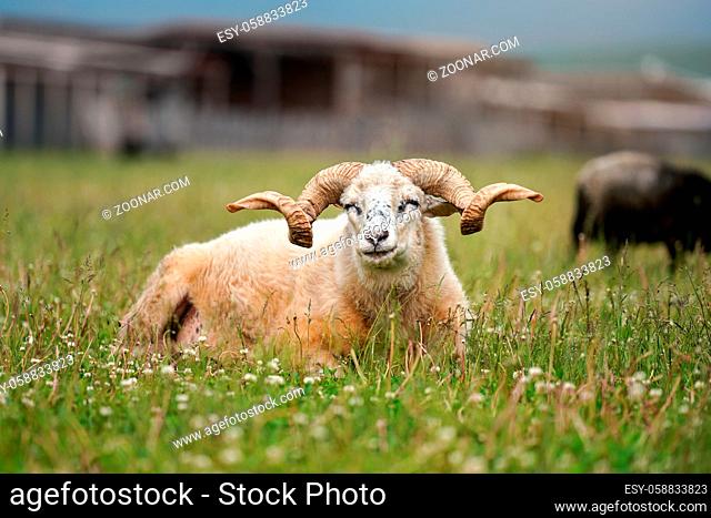 Sheep with twisted horns, Traditional Slovak breed - Original Valaska resting in spring meadow grass, eyes half closed