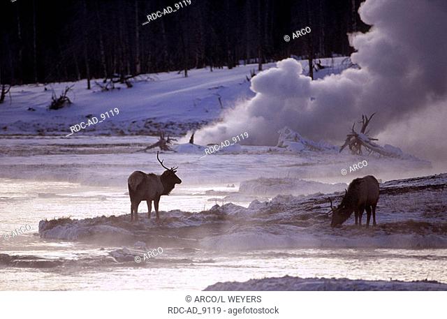 Elks Wapitis males at geyser in winter Yellowstone national park Wyoming USA Cervus elaphus canadensis