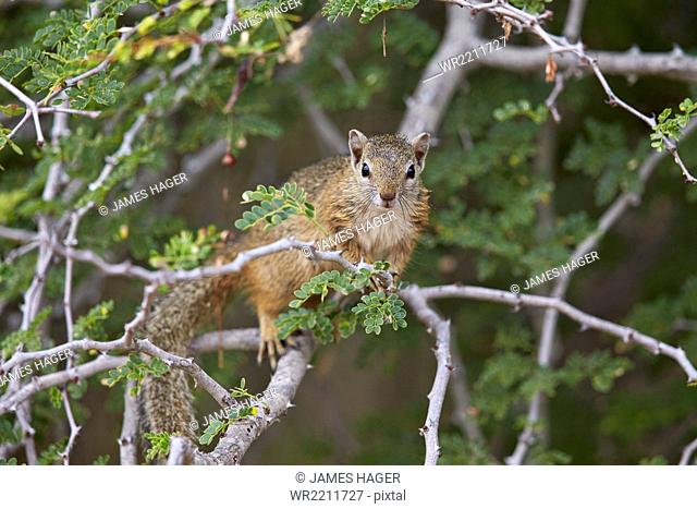 Tree squirrel (Smith's bush squirrel) (yellow-footed squirrel) (Paraxerus cepapi), Kruger National Park, South Africa, Africa