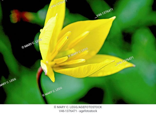 Citron Zephyrlily, Zephyranthes citrina  Covered with raindrops  Yellow Six petaled flower that resembles a yellow crocus