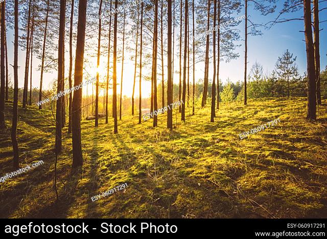 Sunlight In Green Coniferous Forest, Autumn, Fall Time