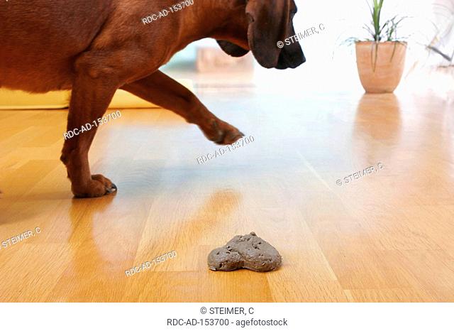Bavarian Mountain Scenthound with feces dog dirt dog excrement Bavarian Mountain Hound