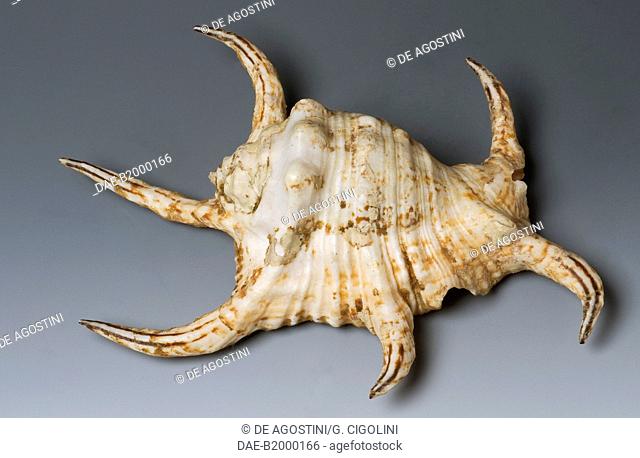 Chiragra spider conch (Lambis chiragra or Harpago chiragra), Littorinimorpha.  Private Collection
