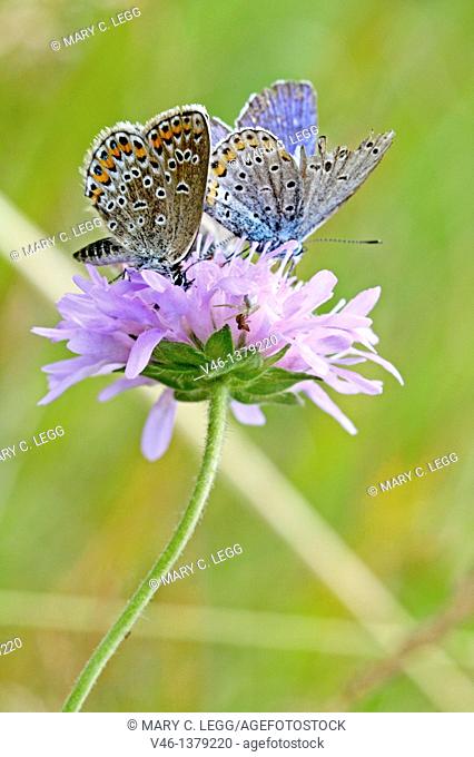Silver-studded Blue, Plebejus argus  with Idas Blue, Northern Blue, plebejus idas, plebeius, Lycaeides idas, Butterflies on lavender scabious  Underwing clearly...