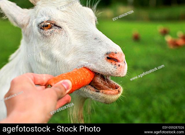 Closeup photo of man hand holding carrot, feeding it to white goat