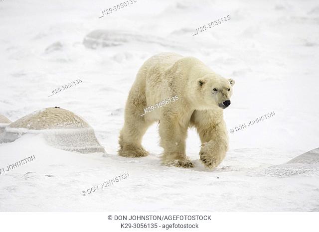 Polar Bear (Ursus maritimus) Wandering Hudson Bay coast waiting for sea ice, Wapusk NP, Cape Churchill, Manitoba, Canada