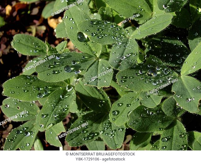 Clover leaf with rain drops