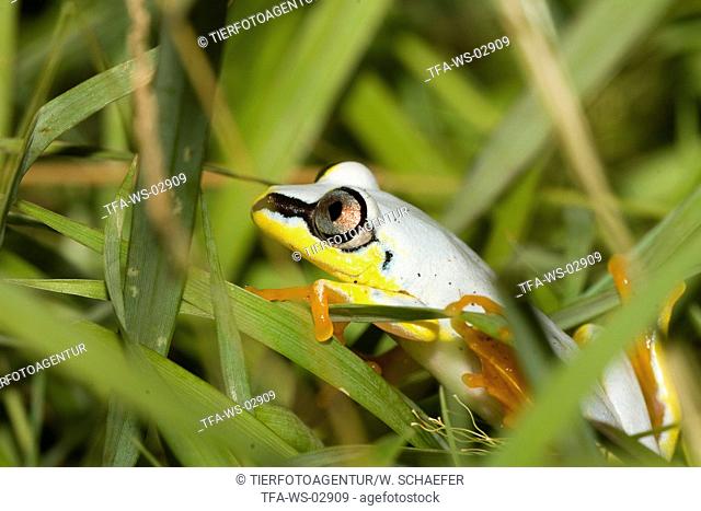 Madagascar reed frog