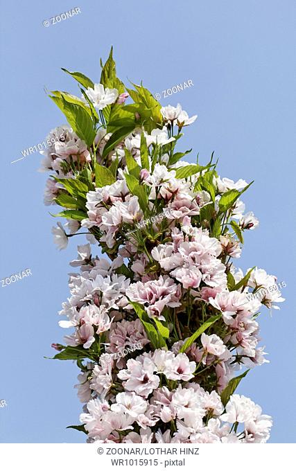 Prunus serrulata 'Amanogawa', Japanese cherry
