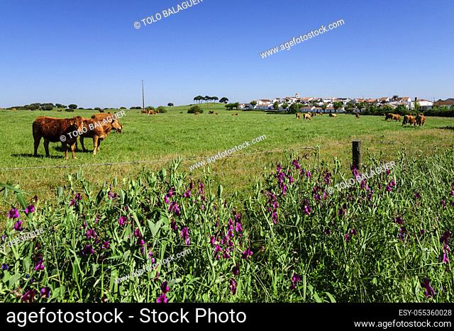 manada de vacas, Azaruja, Evoramonte ( concejo de Estremoz), Alentejo, Portugal, europa