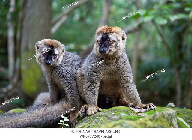 Common brown lemur, Eulemur fulvus, Madagascar